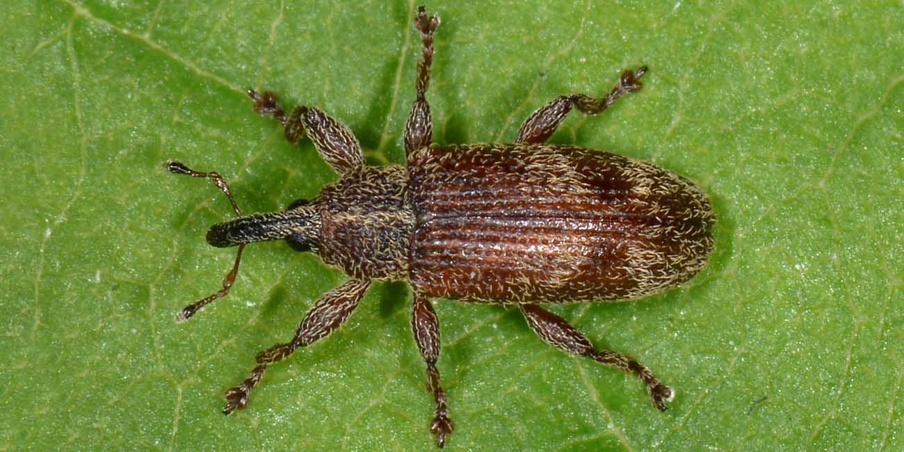 Bradybatus sp. - Bradybatus creutzeri